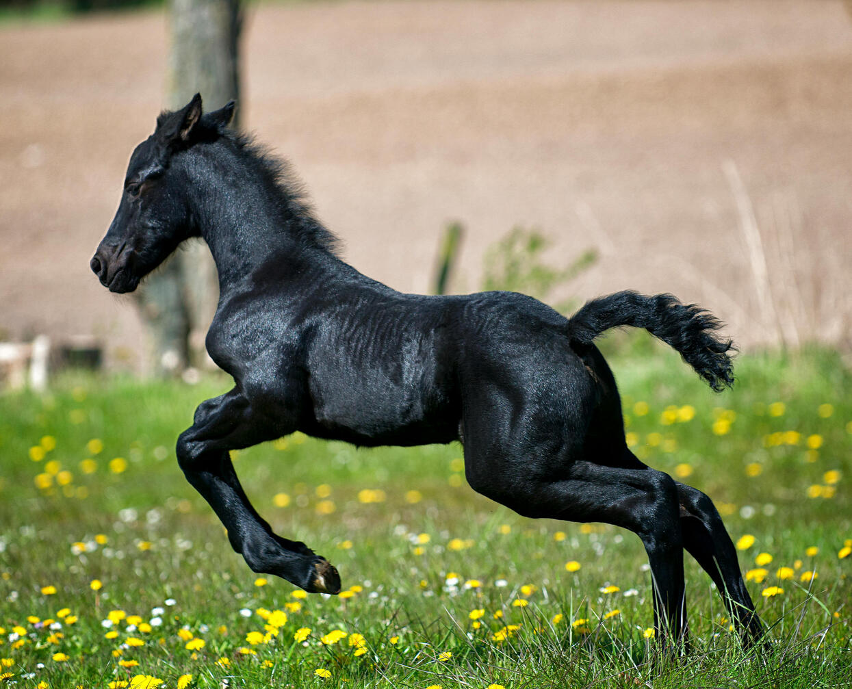 Foal jumping in a pasture