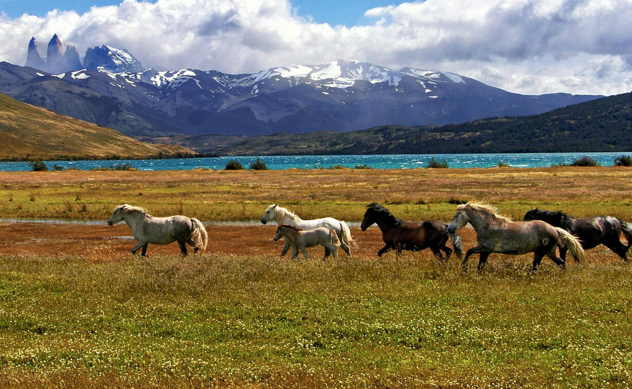Horses free in the range